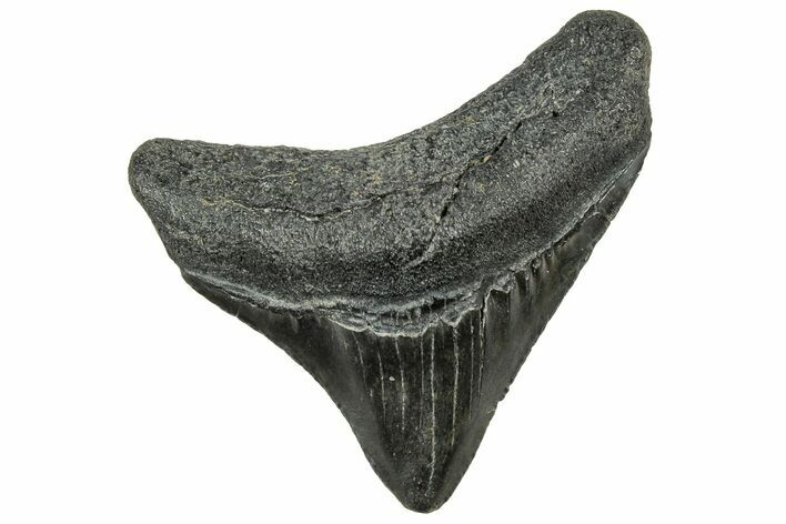 Posterior Juvenile Megalodon Tooth - South Carolina #326358